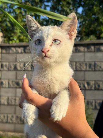 Котята от кошки крысолова