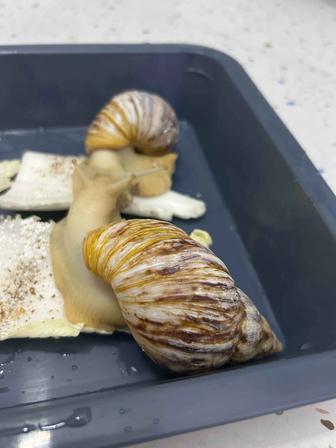 Продам улиток Ахатина