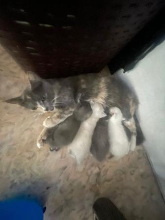 Бесплатно отдам Котят