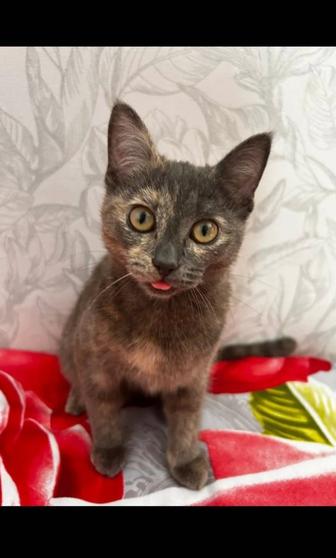 Потерялась кошка