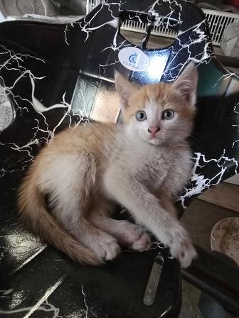 Отдам даром котят
