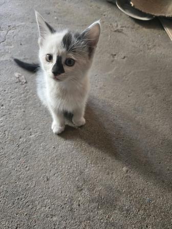 Отдам даром котенка