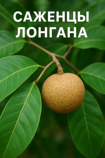 Саженцы лонгана