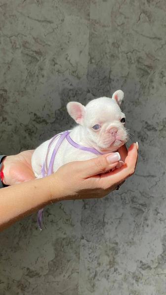 Цветные французские бульдоги