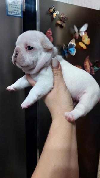 Цветные французские бульдоги