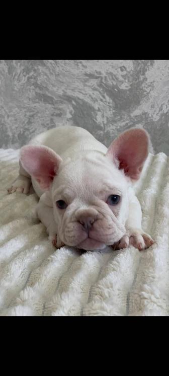 Цветные французские бульдоги