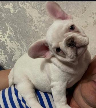 Цветные французские бульдоги