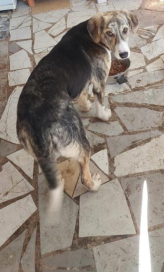 Собачки в добрые руки