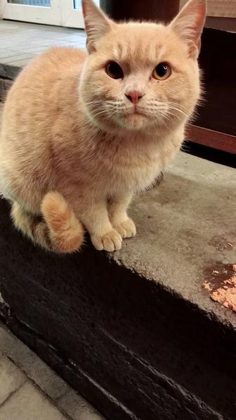 Рыжий кот. Мальчик. На улице Шолохова 4.