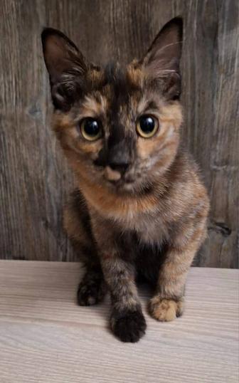 Кошечка в ласковые руки
