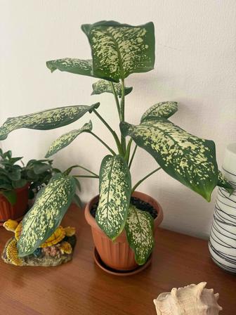 Продам диффенбахия