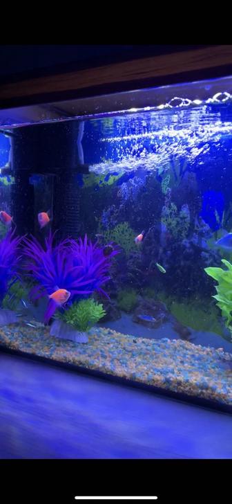 Аквариум с рыбками