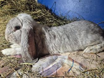 Продам кролика барашка мальчик 7 месяцев ручной