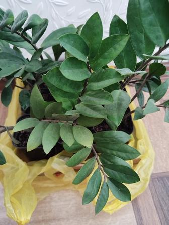 Цветок Замиокулькас.