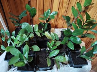 Цветок Замиокулькас.