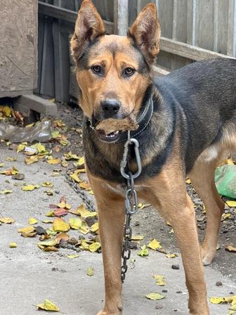 Отдам собаку в добрые руки))