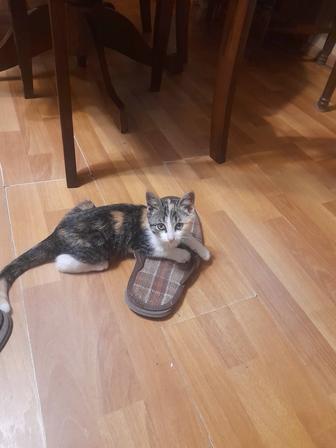 Котята в хорошие добрые руки