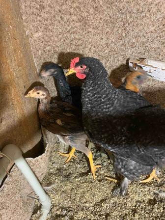 Продам Курей петухов