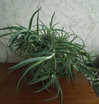 Алоэ