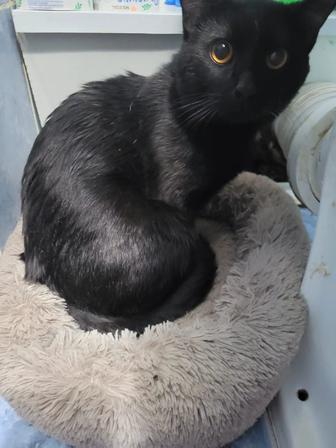 Котик в добрые руки