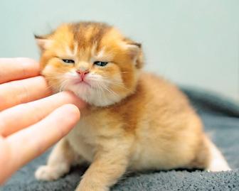 Золотые зеленоглазые британские котята элитные крови