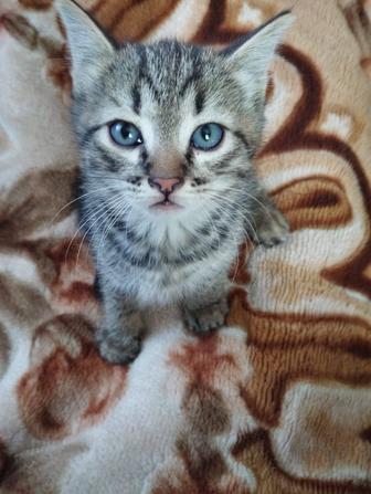 Отдам даром котят.