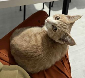 Отдам котенка бесплатно