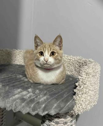 Отдам котенка бесплатно