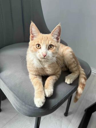 Отдам котенка бесплатно