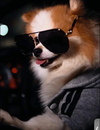 Продается Немецкий Шпиц Мальчик