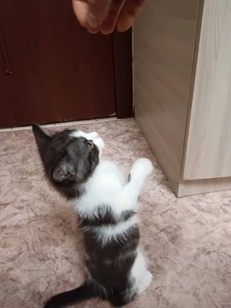 Сиамский кошка домашний