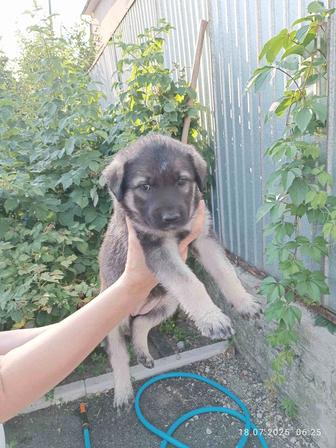 Щенки