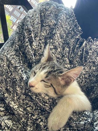 Услуга Котоняни (cat sitter)
