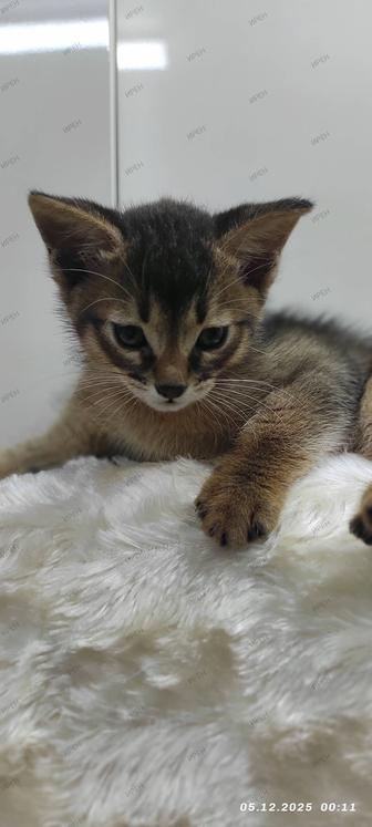 Милаха Чаузи ищет новый дом!