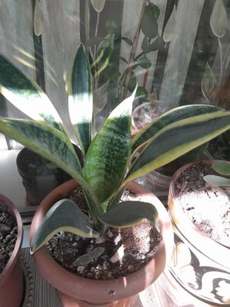 Продам цветы комнатные для офиса.