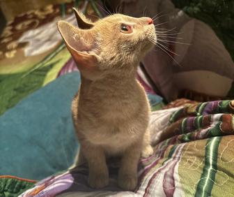 Котенок , кот , мальчик