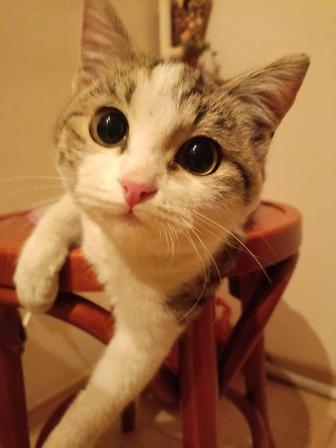 Кошечка в добрые руки
