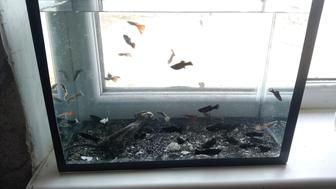 Акварум балыктарымен сатылады!!