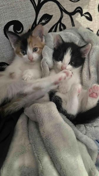 Отдам котят в добрые руки