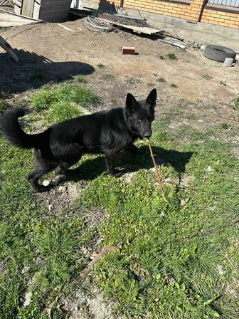 Восточно европейская овчарка ВЕО