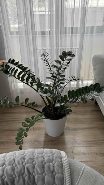 Замиокулькас