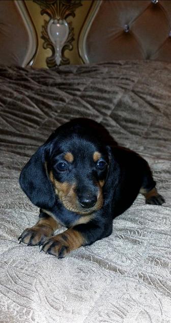 Продаю щенка таксы ( мальчик)