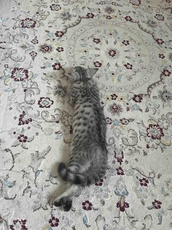Отдам котенка