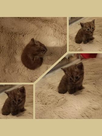 Отдам котят