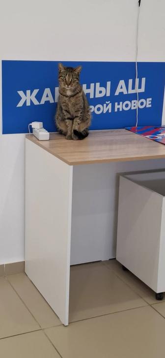 Отдам котика в хорошие руки.