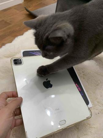 IPad Pro 11-inch 256 GB