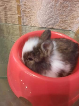 Декоративный кролик