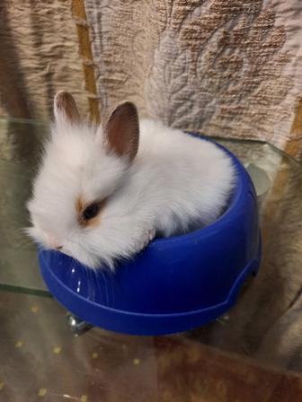 Декоративный кролик