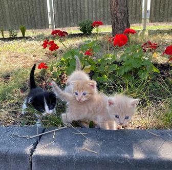 Отдам котенка