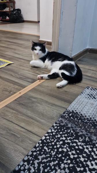 Отдам даром кота мальчик